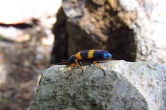 Strongylium simplicipes