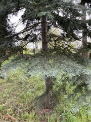 Abies forrestii forrestii