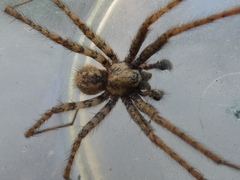 Tegenaria ferruginea
