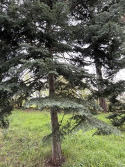 Abies forrestii forrestii