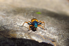 Strongylium simplicipes