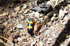 Strongylium simplicipes