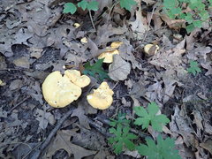 Cantharellus flavus