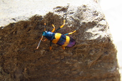 Strongylium simplicipes