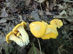 Cantharellus flavus