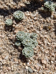 Filago tyrrhenica