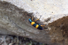 Strongylium simplicipes