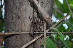 Crematogaster castanea rufonigra