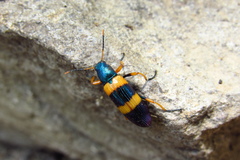 Strongylium simplicipes