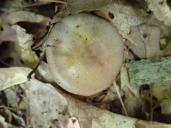Cortinarius collinitus