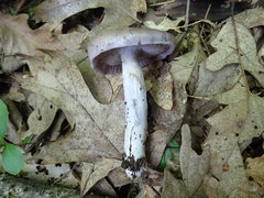 Cortinarius collinitus