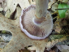 Cortinarius collinitus