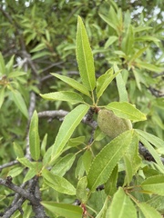 Prunus amygdalus