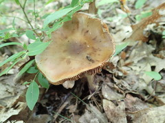 Cortinarius collinitus