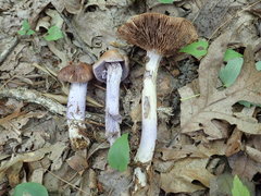 Cortinarius collinitus