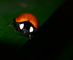 Coccinellini