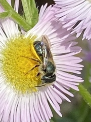 Osmia georgica