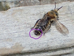 Hoplitis