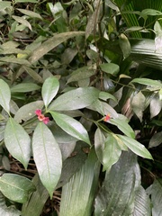 Psychotria nuda