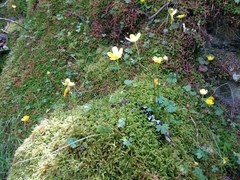 Ranunculus ollissiponensis
