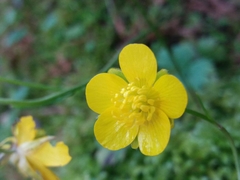 Ranunculus ollissiponensis