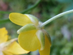 Ranunculus ollissiponensis