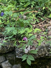 Lathyrus niger