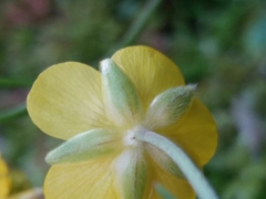 Ranunculus ollissiponensis