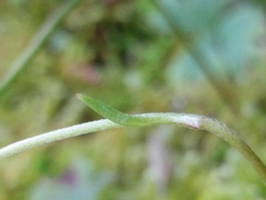 Ranunculus ollissiponensis