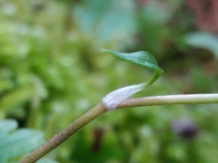 Ranunculus ollissiponensis