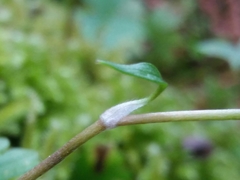 Ranunculus ollissiponensis