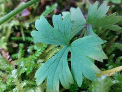 Ranunculus ollissiponensis