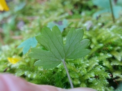 Ranunculus ollissiponensis