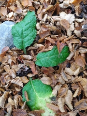 Adenocaulon chilense