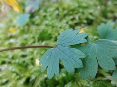 Ranunculus ollissiponensis