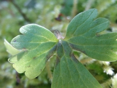 Ranunculus ollissiponensis