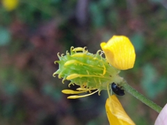 Ranunculus ollissiponensis