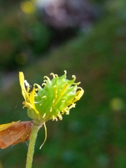 Ranunculus ollissiponensis