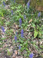Ajuga reptans