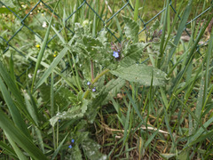 Anchusa arvensis arvensis