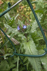 Anchusa arvensis arvensis