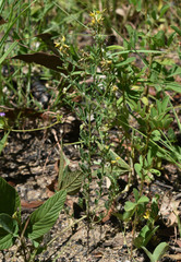 Crotalaria medicaginea medicaginea