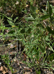Crotalaria medicaginea medicaginea