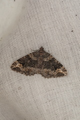 Chrysolarentia gypsomela