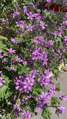 Malva sylvestris
