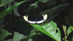 Heliconius sapho