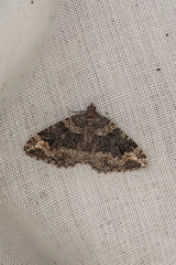 Chrysolarentia gypsomela