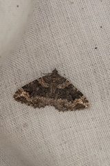 Chrysolarentia gypsomela