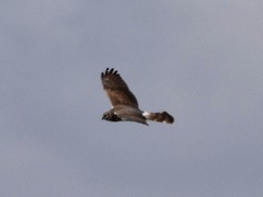 Circus macrourus
