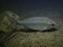 Gerres subfasciatus